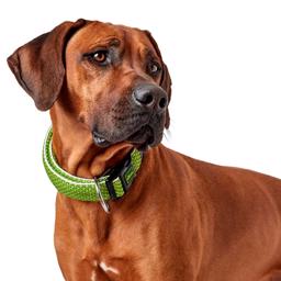 Hunter Hilo Vario Basic Hundehalsbånd i Limegrøn